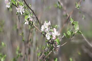 بهار دانشگاه 1399